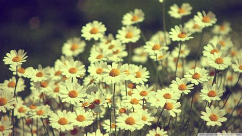 Download Vintage Daisies Photography Wallpaper 1920x1080 | Wallpoper ...