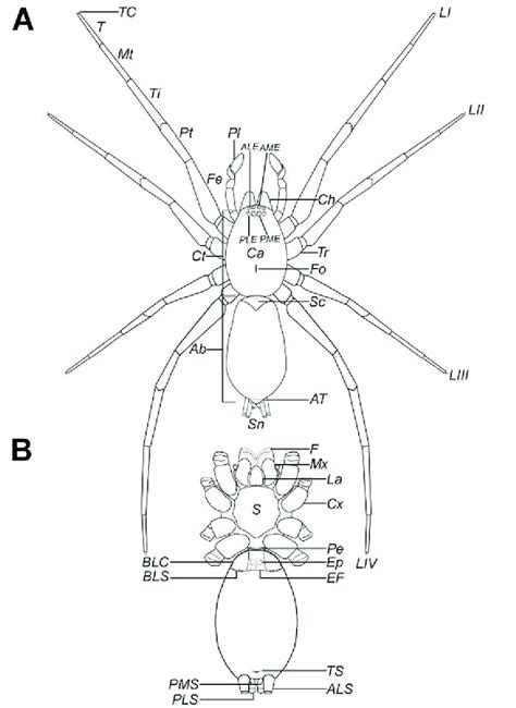 Basic spider external anatomy. A. Male, dorsal view. B. Female, ventral ...