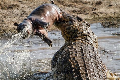 Croc eats baby hippo - Mirror Online