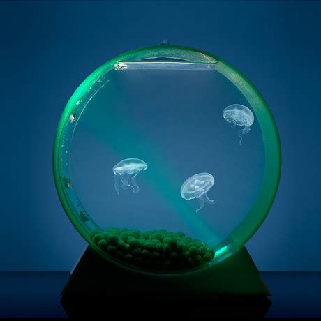 Bring the Ocean to Your Living Room: Live Jellyfish Tank Kit - Aquariumia