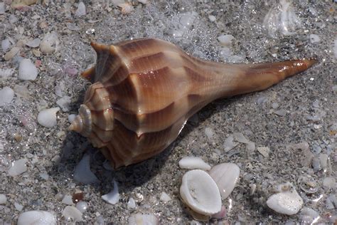 Sanibel Sea Shell | Sea shells, Shells, Shell beach