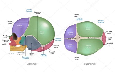 Anatomía del cráneo recién nacido. Suturas craneales y Fontanelle ...