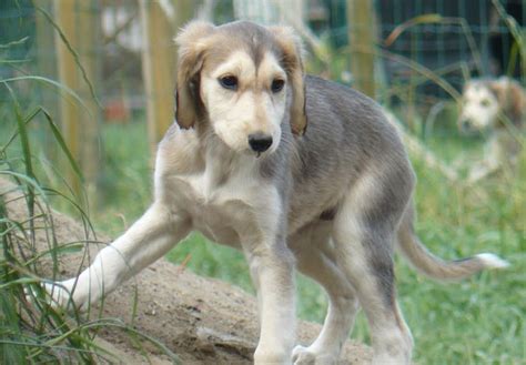 Saluki Dog Info, Temperament, Puppies, Pictures