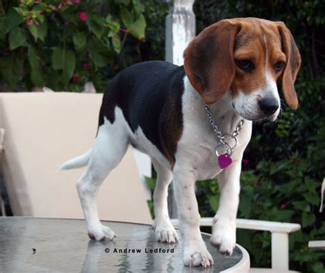 Beagle Training - OC Dog Training