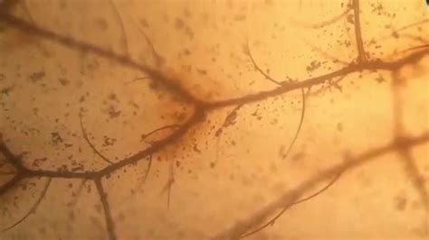 Dragonfly wing under Antique microscope. Video # 4 - YouTube