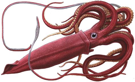 the giant squid | Did You Know?