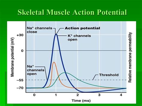 Skeletal Muscle Action Potential