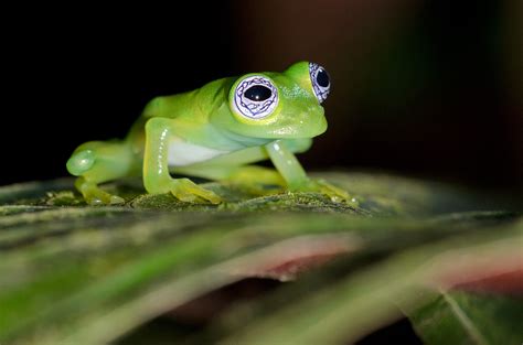 Ghost Glass Frog Facts and Pictures