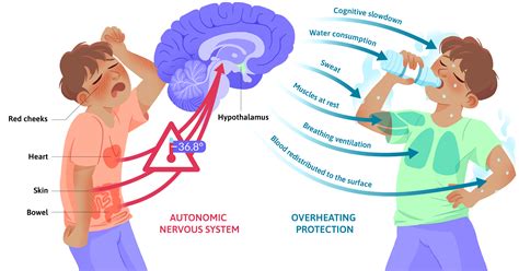 The hypothalamus, your thermal regulator on Behance