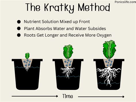 The Kratky Method: Set-and-Forget Hydroponics - Ponics Life