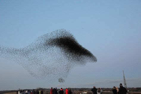 Swarm of Birds | Birds in flight, Natural world, Photography