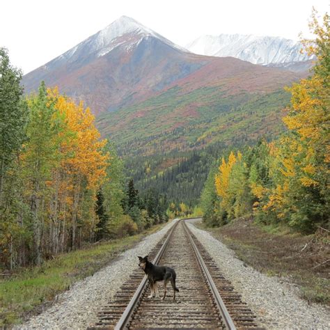 Nice colors in Denali right now. : r/alaska