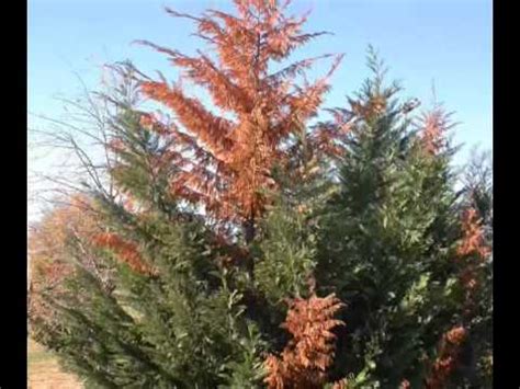 Cypress Tree Diseases / Това семейство, семейство cupressaceae, включва ...