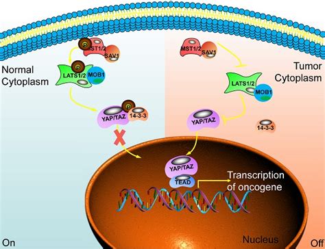 The regulatory networks of the Hippo signaling pathway in cancer development