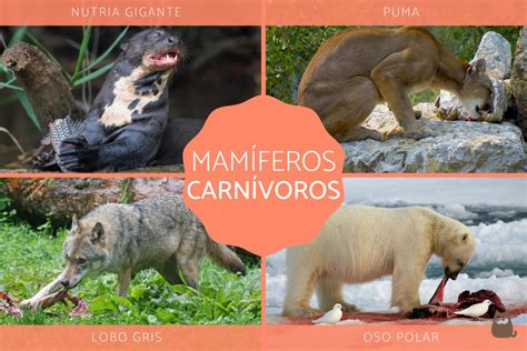 Mamíferos carnívoros - Características, evolución, tipos y EJEMPLOS