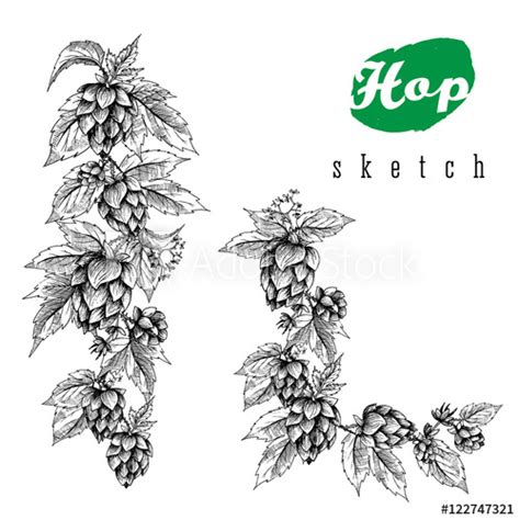 Hop Flower Drawing at PaintingValley.com | Explore collection of Hop Flower Drawing