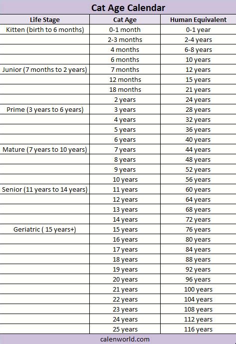 Kitten Teeth Age Chart