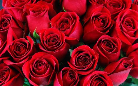 Download wallpapers red roses, bouquet, red buds of roses, romance ...