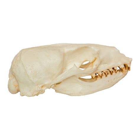 Replica California Sea Lion Skull (Female) For Sale – Skulls Unlimited International, Inc.