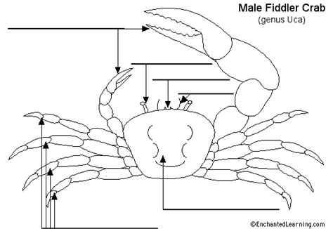 an image of a crab labeled in the body and labelled with labels on each ...