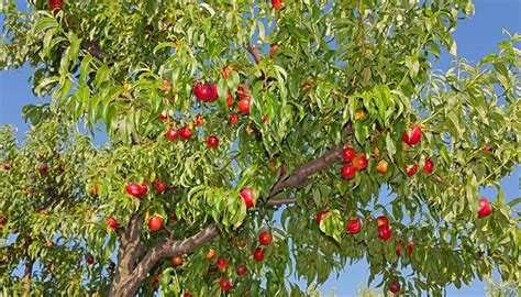 Peach Tree Size - What To Expect and Influencing Factors - Rennie Orchards