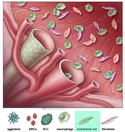 The Endothelial Cells & Endothelium Layer