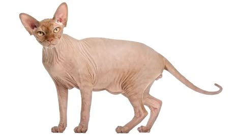 SPHYNX CAT PERSONALITY AND BREED (ALL YOU NEED TO KNOW) - DorkyCats