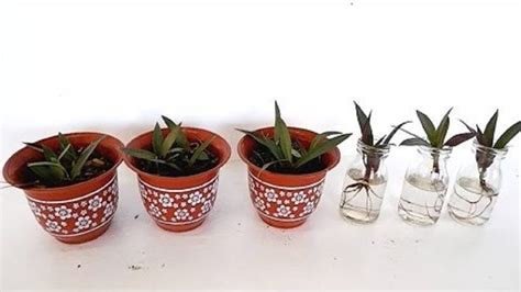 Boat Lily or Dwarf Rhoeo Propagation by Stem Cuttings in Soil and Water ...