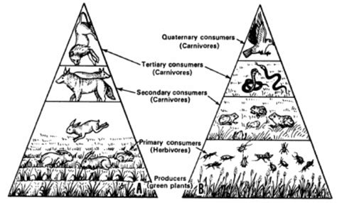 Forest Ecosystem Food Pyramid