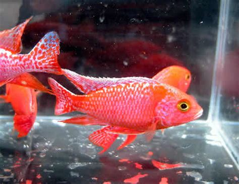 Peacock Strawberry Red African Cichlid (Aulonocara sp) | RFI