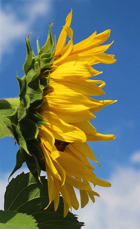 Sunflower Profile Photograph by Cathy Lindsey