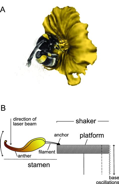 BUZZ POLLINATION: INTEGRATING BEE BEHAVIOUR AND FLORAL EVOLUTION | Mario Vallejo-Marin | 7 ...