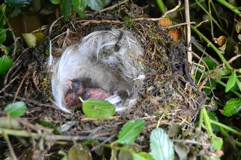 Retro Brit : The Dunnock Eggs Have Hatched.