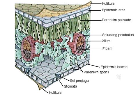 Struktur Kloroplas - EDUBIO