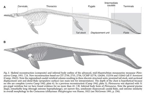 Mosasaurus size - Animalia