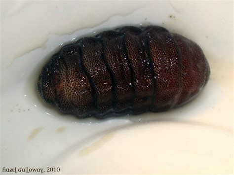 Rodent Bot Fly Larvae | Mountain Lake Biological Station, U.Va.