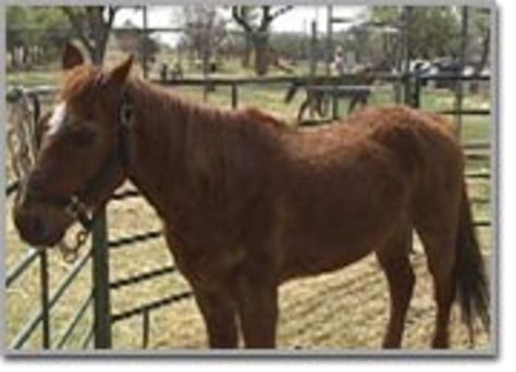 Local group aims to rescue and rehab horses