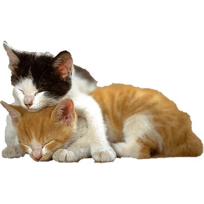 Kitten Cats Together transparent PNG - StickPNG