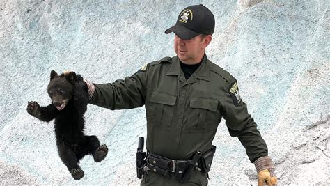 Bear cub captured after wandering into Corning park