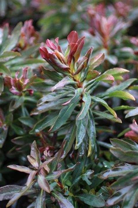 Euphorbia amygdaloides 'Purpurea' - Devil Mountain Wholesale Nursery