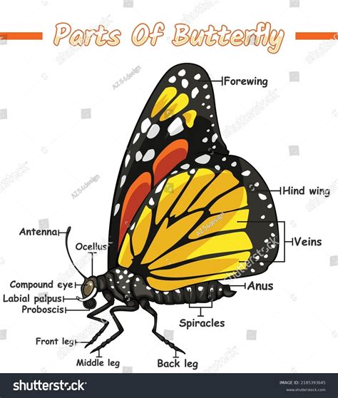 Parts Butterfly Illustration Vector File Ready Stock Vector (Royalty Free) 2185393645 | Shutterstock