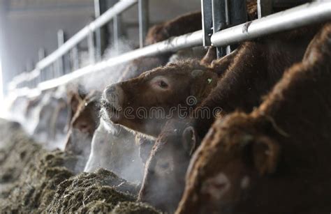 White and Brown Cows in a Dairy Cow Farm Stock Image - Image of cows, farmer: 122094811