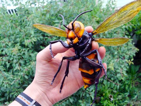 The Asian giant hornet #asian #hornet #オオスズメバチ | venom | Pinterest ...