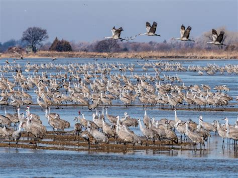 The Incredible Sandhill Crane Migration - Visit Kearney Nebraska