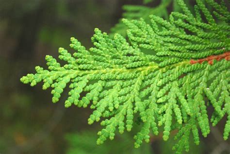 Thuja occidentalis (American Arborvitae, Eastern White-Cedar, Northern ...