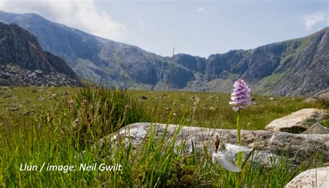 Walk: Flora, fauna & geology of Cwm Idwal | Snowdonia Society