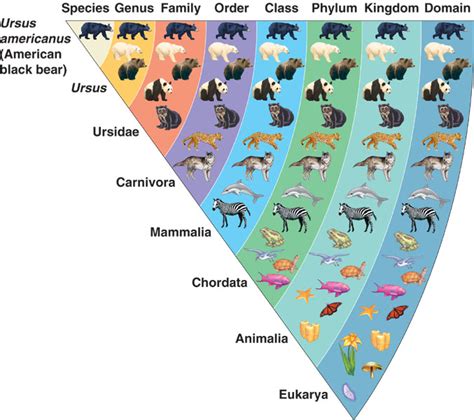 Biological Classification System And Examples