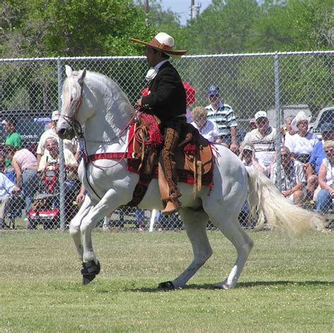 National Horse Breed of Mexico - Mexico