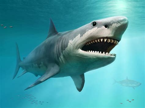 Extinct Megatoothed Shark May Have Been Warm-Blooded - Eos