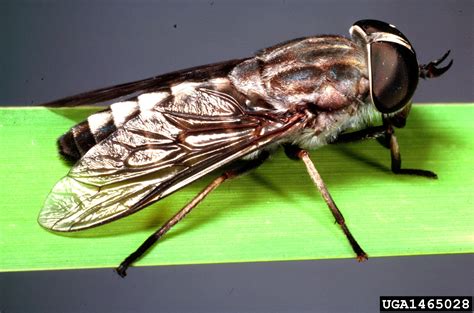 horse fly (Tabanus petiolatus)